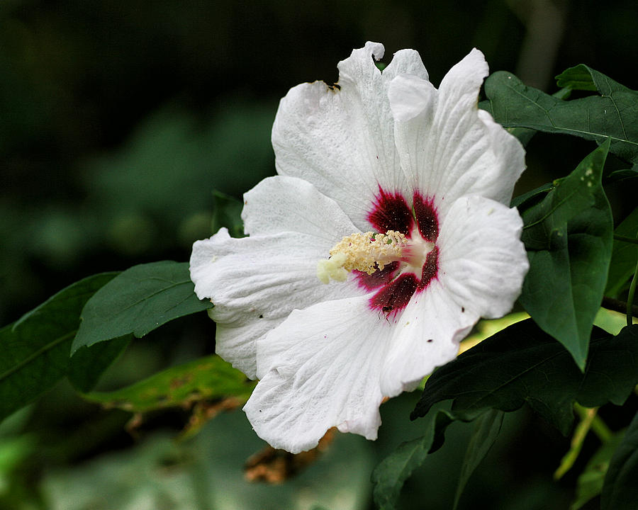 White Hibiscus Photograph by William Selander