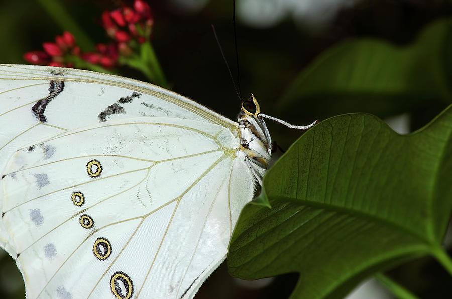 White Morpho Butterfly Photograph by JT Lewis