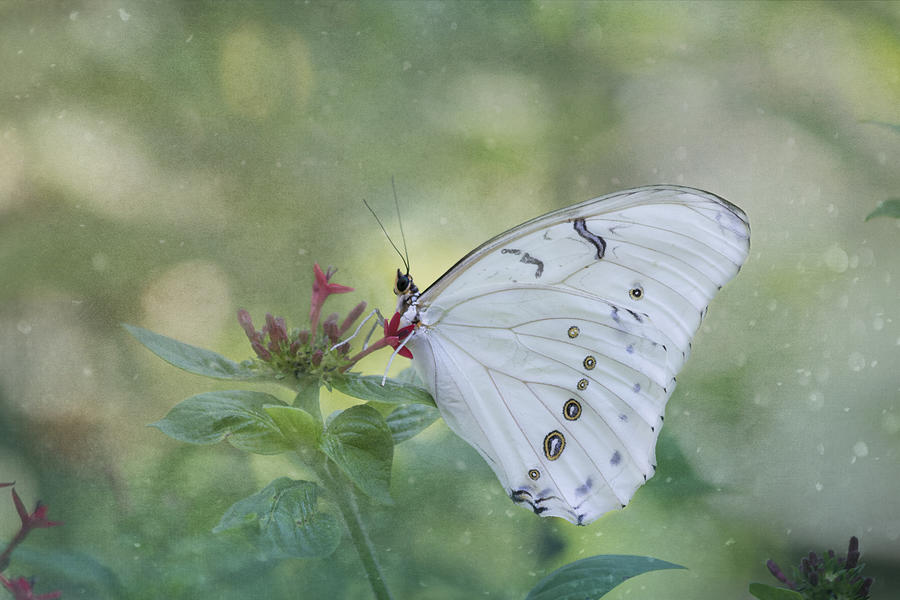 White Morpho Butterfly Photograph by Kim Hojnacki