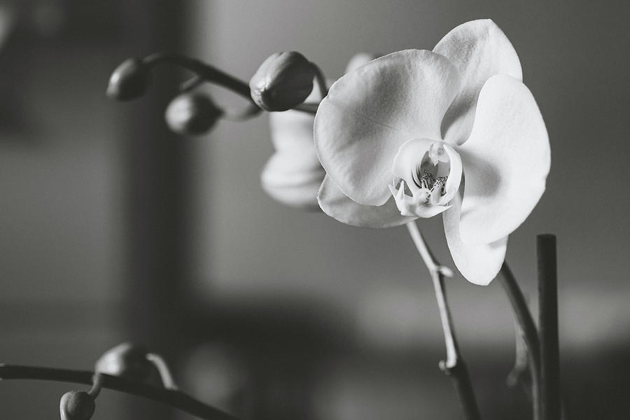 Orchid Photograph - White Moth Orchid by Melo Brion