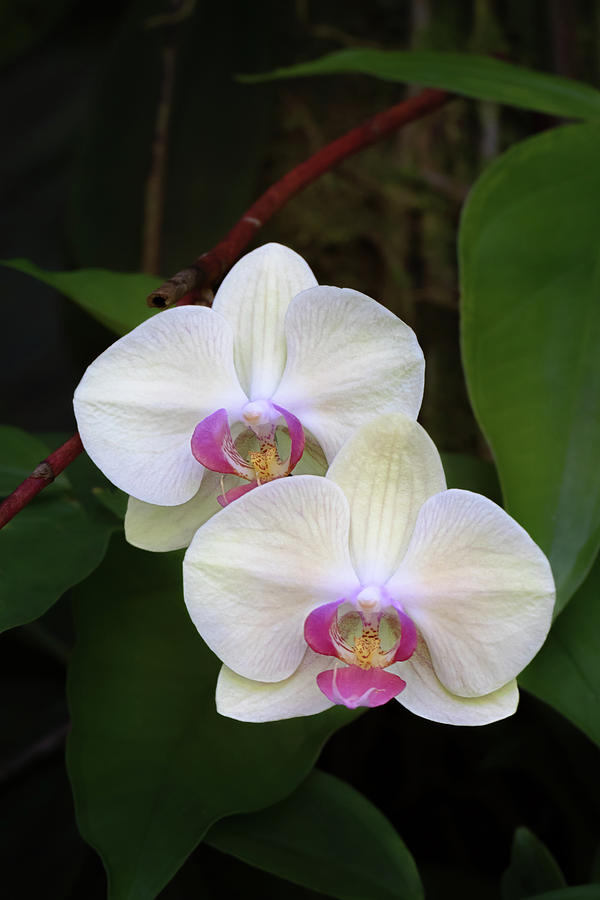 White Moth Orchid Photograph by Susan Rissi Tregoning