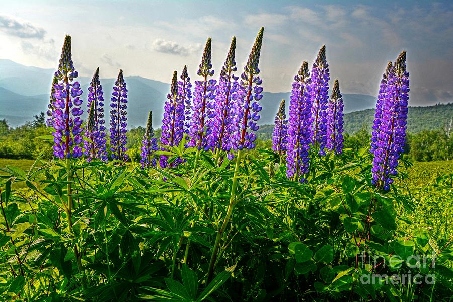 White Mountain Lupines Photograph by Steve Brown