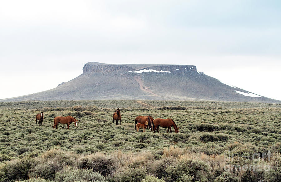 White Mountain Wild Horse Herd Photograph by Rodney Cammauf