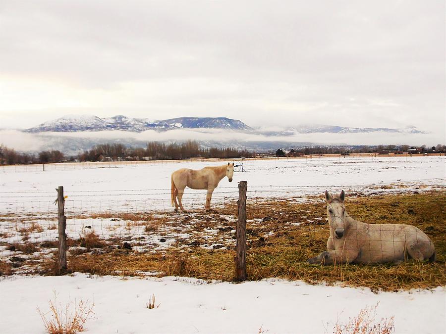 Mountain Photograph - White Mule and Winter Horse by Deborah Moen