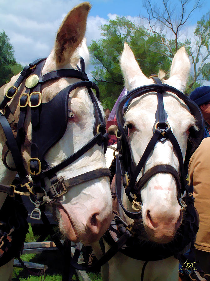 White Mule Team Photograph by Sam Davis Johnson