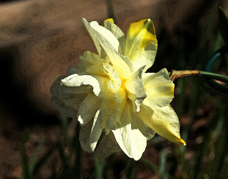 White Multi tiered Daffodil   Artistic Pose Photograph by Margie Avellino
