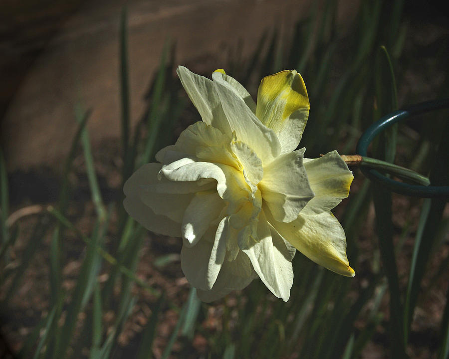 White Multi tiered Daffodil    Photograph by Margie Avellino