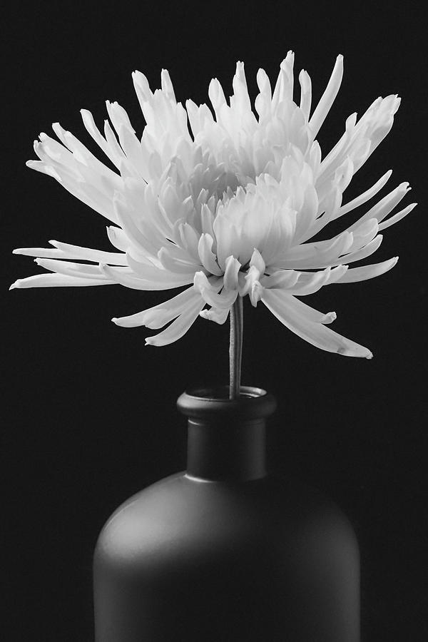 White Mum In Black Vase Photograph by Garry Gay