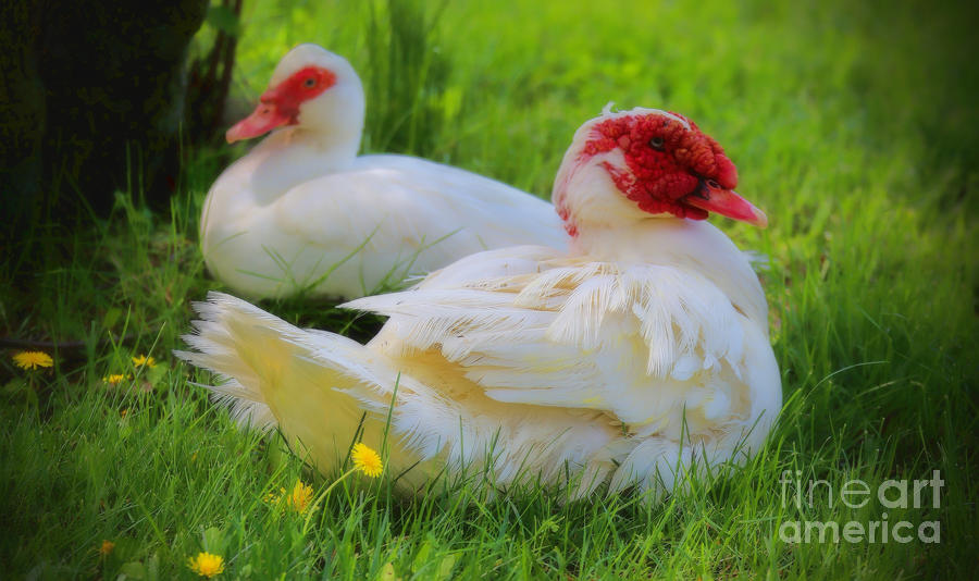White Muscovy Ducks Photograph by Elizabeth Winter
