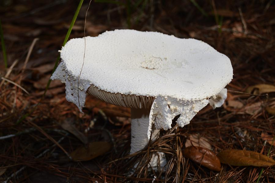 White Mushroom and Lace Photograph by Warren Thompson