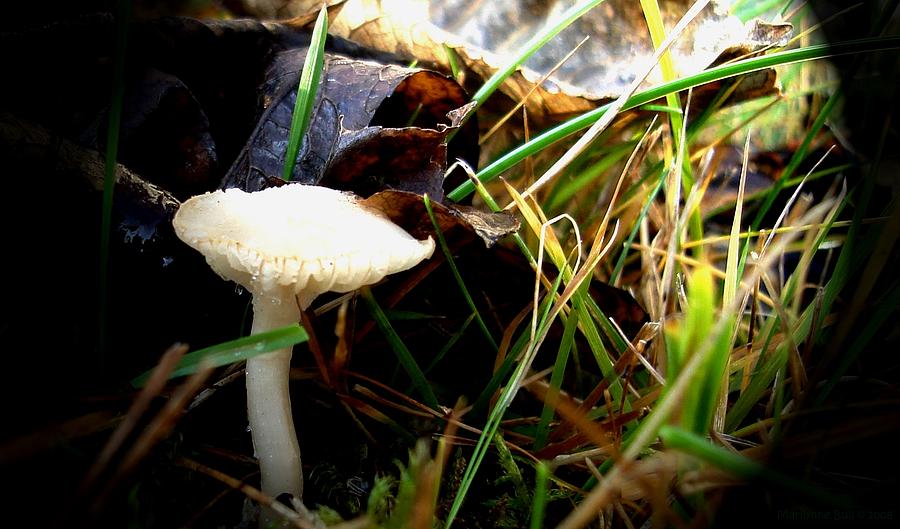 Nature Photograph - White Mushroom by Marilynne Bull