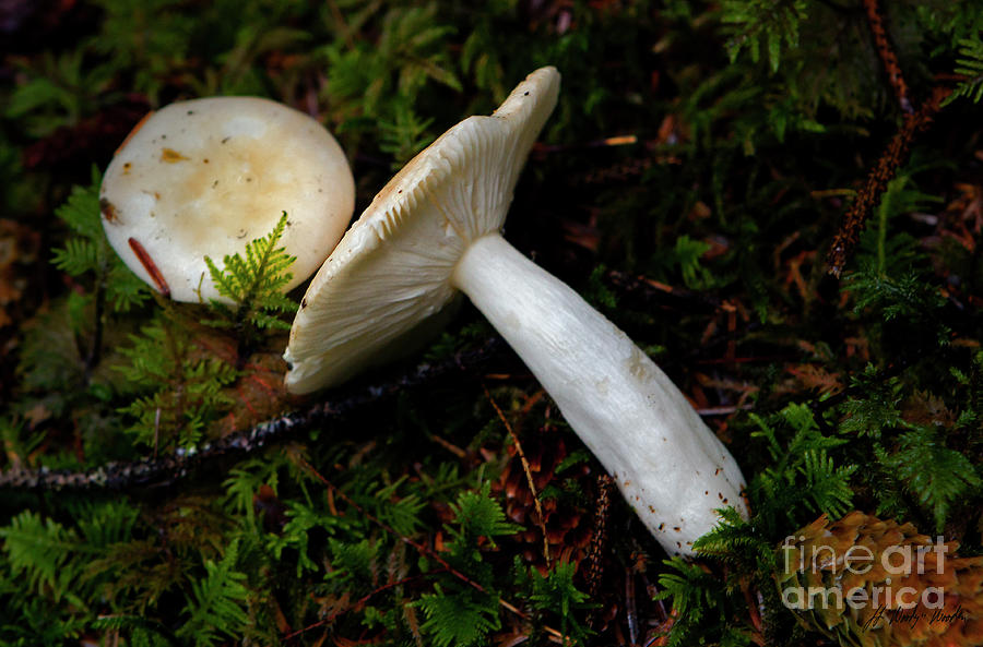White Mushroom-Signed-#4973 Photograph by J L Woody Wooden