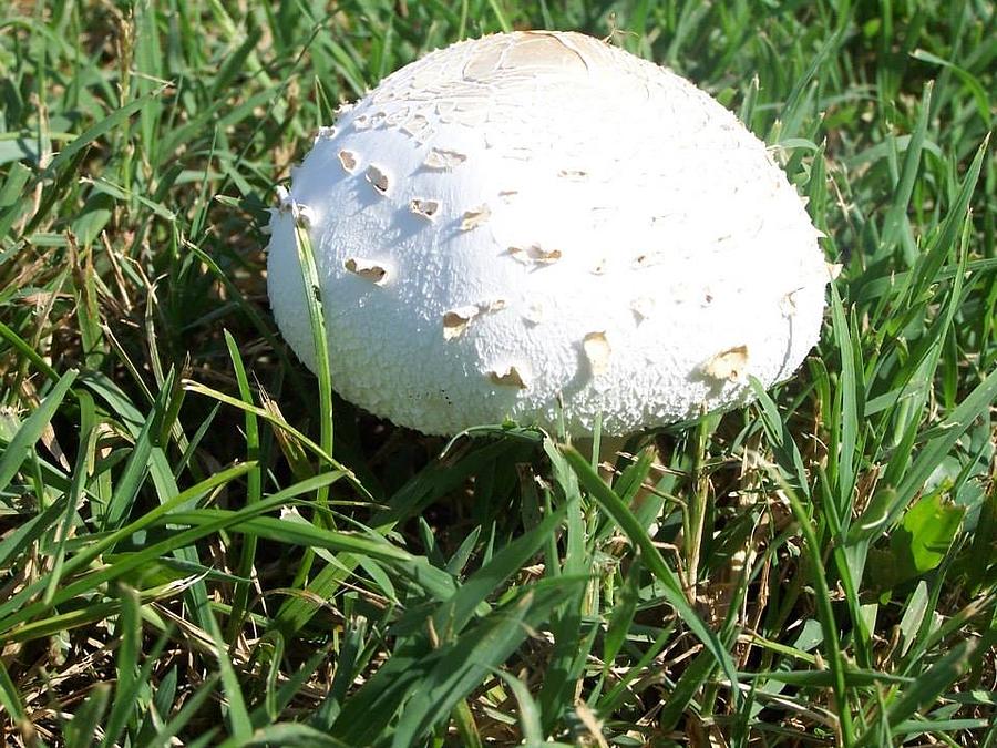 Wildlife Photograph - White Mushroom Top by Charlotte Gray