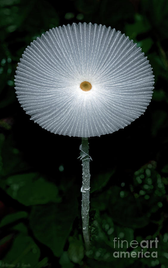 Mushroom Photograph - White Mushroom by Warren Sarle