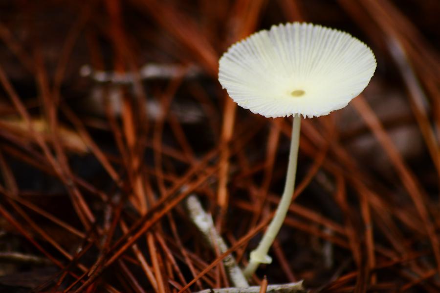 White Mushroom Photograph by Warren Thompson