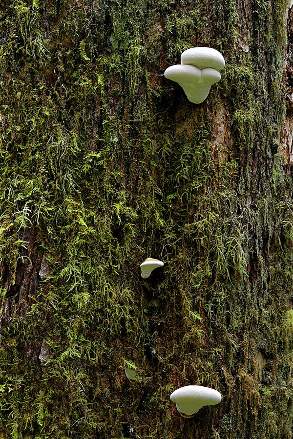 White Mushrooms - Quinault temperate rain forest - Olympic Peninsula WA Photograph by Alexandra Till