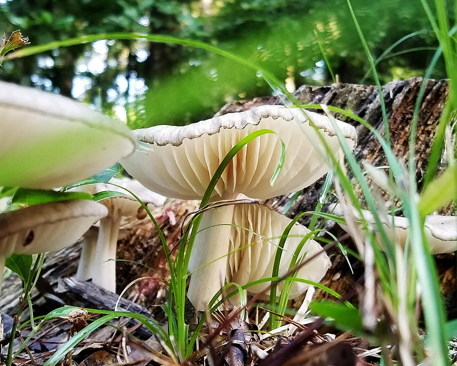 White Mushrooms Photograph by Farol Tomson