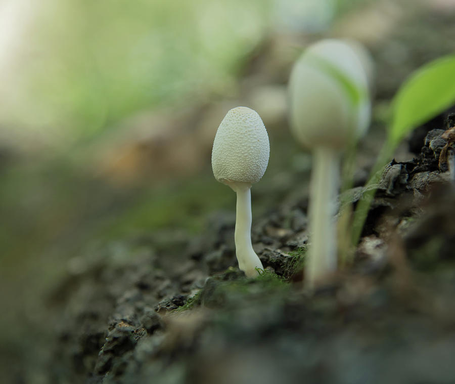 Mushroom Study 2 Photograph by Lea Rhea Photography