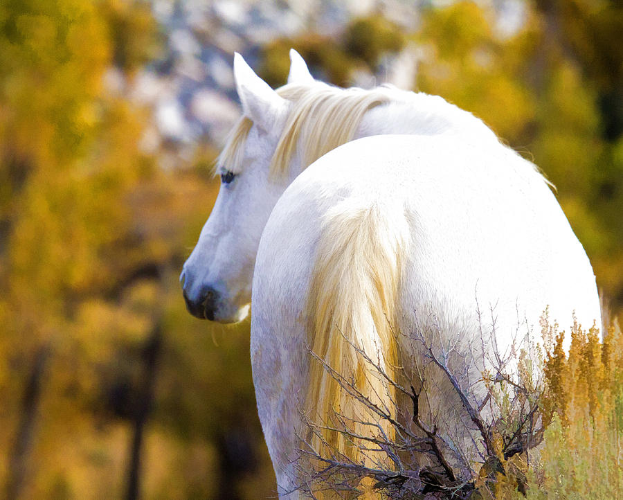 White Mustang Mare Photograph by Waterdancer 