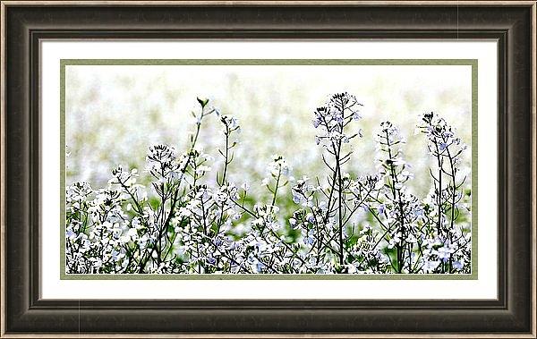 White Mustard Framed Photograph by Jerry Sodorff