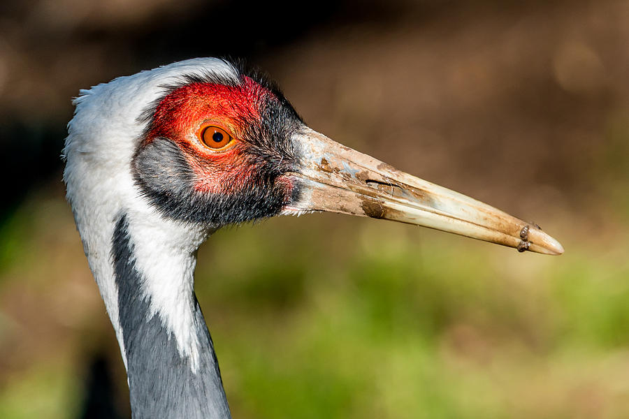 White-Naped Crane Photograph by Robert Hurst | Fine Art America