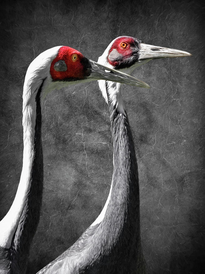 White Naped Cranes Photograph by Wes and Dotty Weber