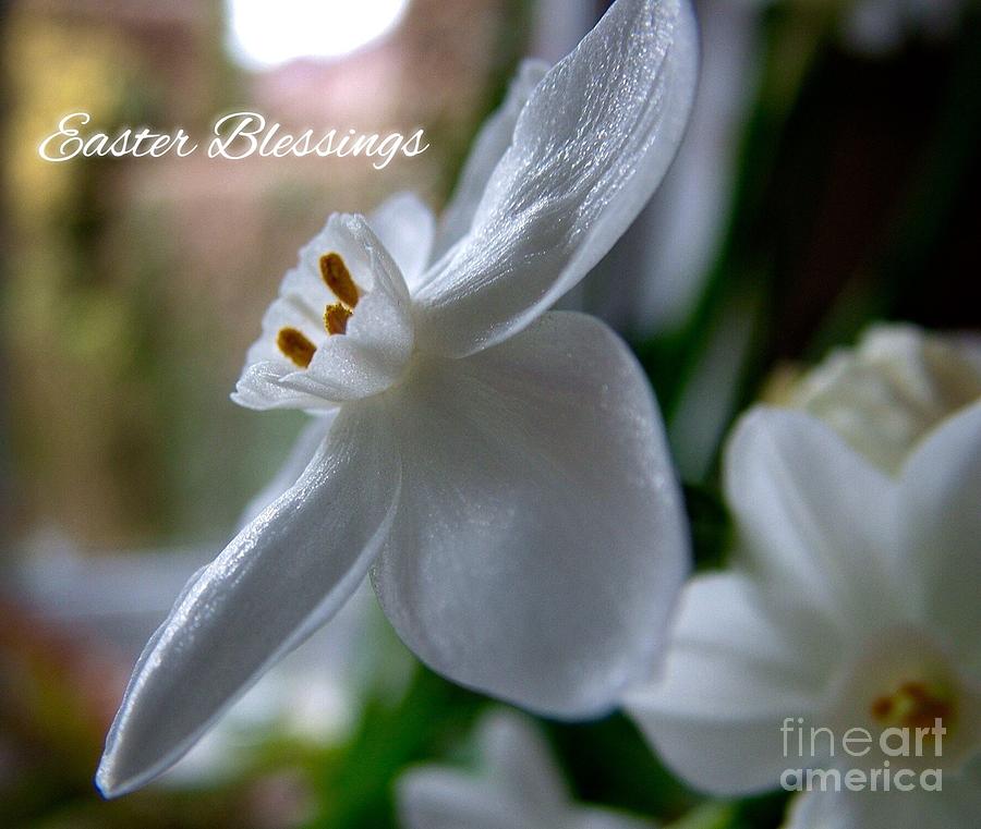 White Narcissi Easter Blessings 3 Photograph