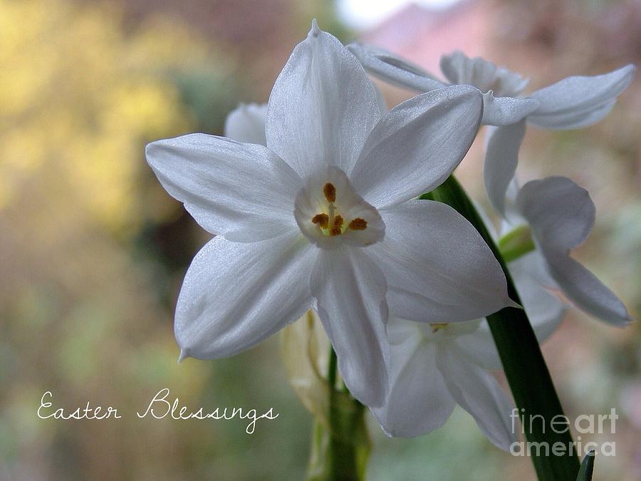 White Narcissi Easter Blessings Photograph by Joan-Violet Stretch