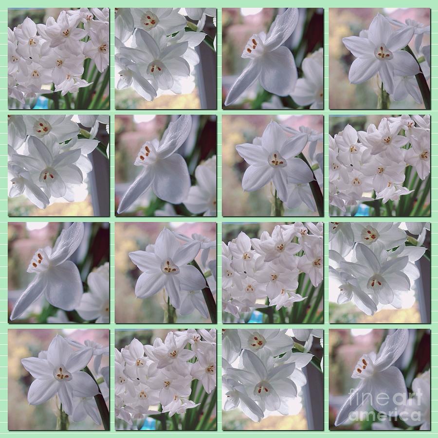 White Narcissi Flower Collage Photograph by Joan-Violet Stretch