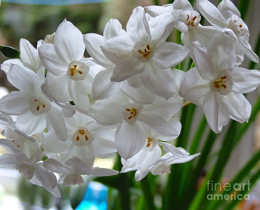 White Narcissi Spring Flower 2 Photograph by Joan-Violet Stretch