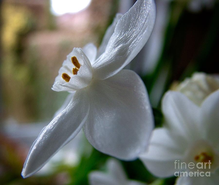 White Narcissi Spring Flower 4 Photograph by Joan-Violet Stretch