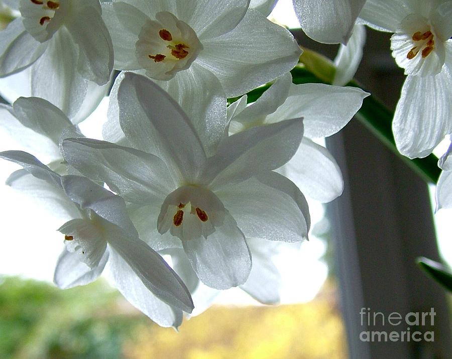 White Narcissi Spring Flower Photograph by Joan-Violet Stretch