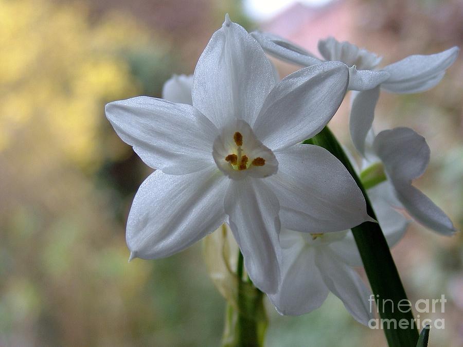 White Narcissi Spring Flowers 3 Photograph by Joan-Violet Stretch