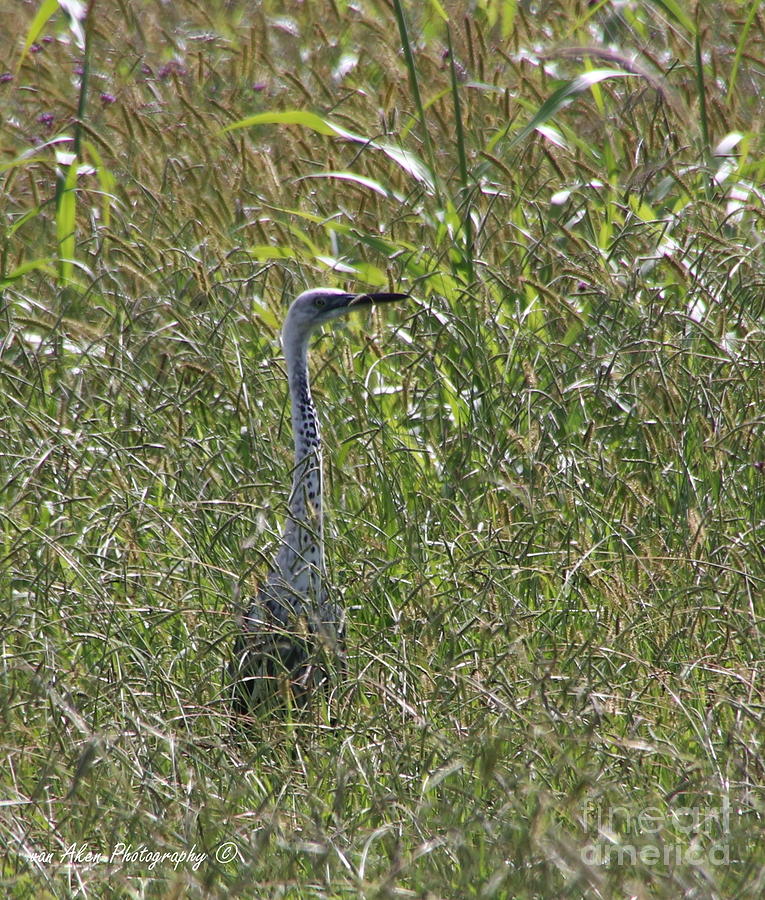 White Necked Heron Photograph by Mikhael van Aken - Pixels