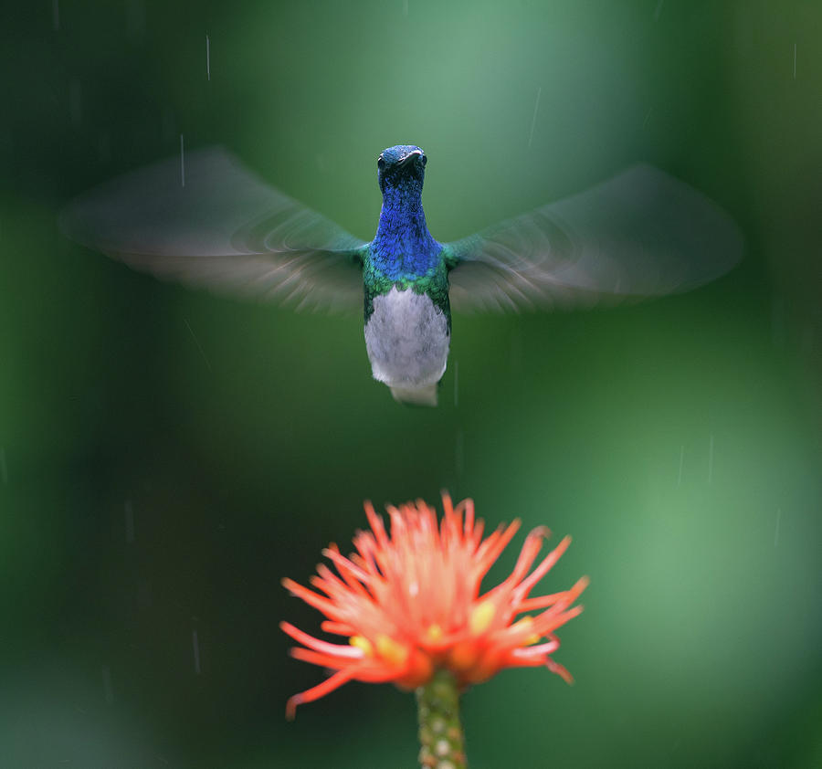 White-Necked Jacobin Photograph by Max Waugh