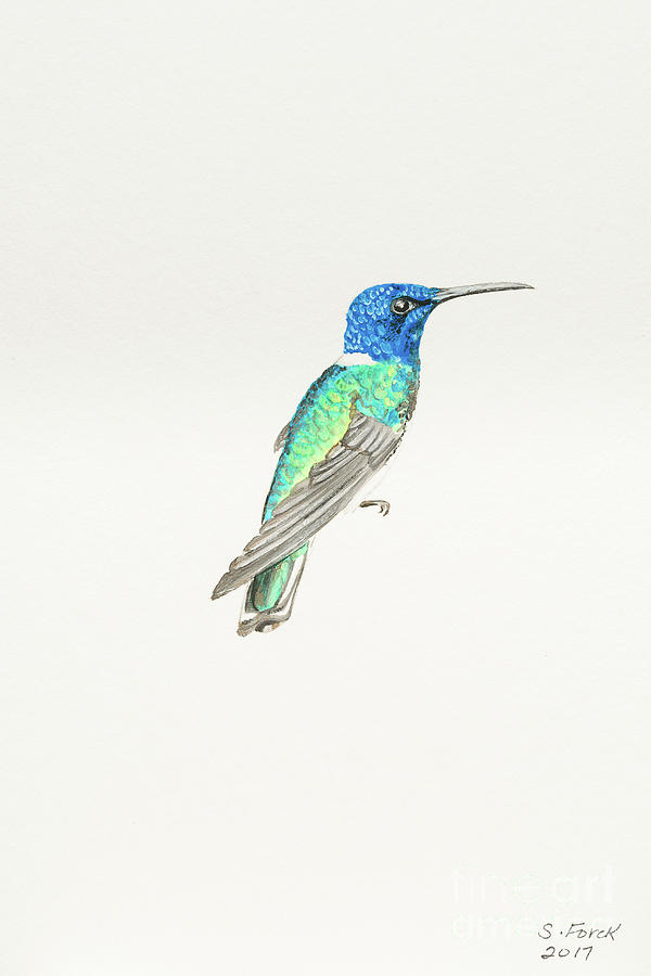 Hummingbird Painting - White-necked jacobin by Stefanie Forck