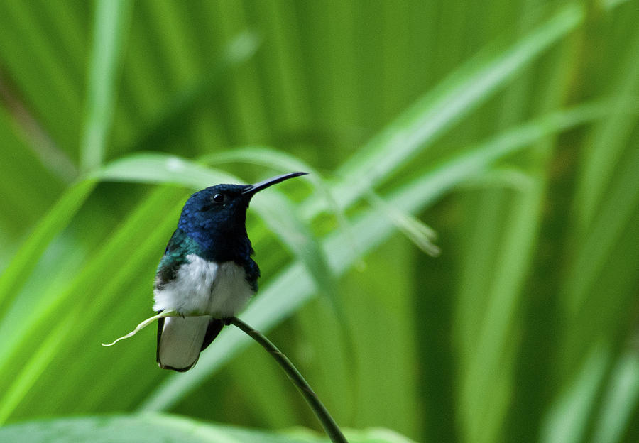 White-necked Jacobin with Palm Photograph by Cascade Colors