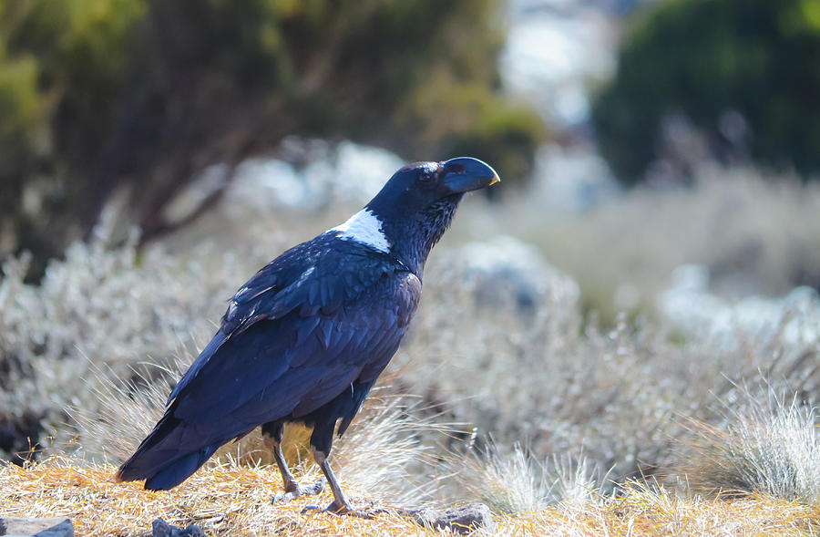 White-Necked Raven Camping Out on Kilimanjaro Photograph by Jeff at JSJ Photography