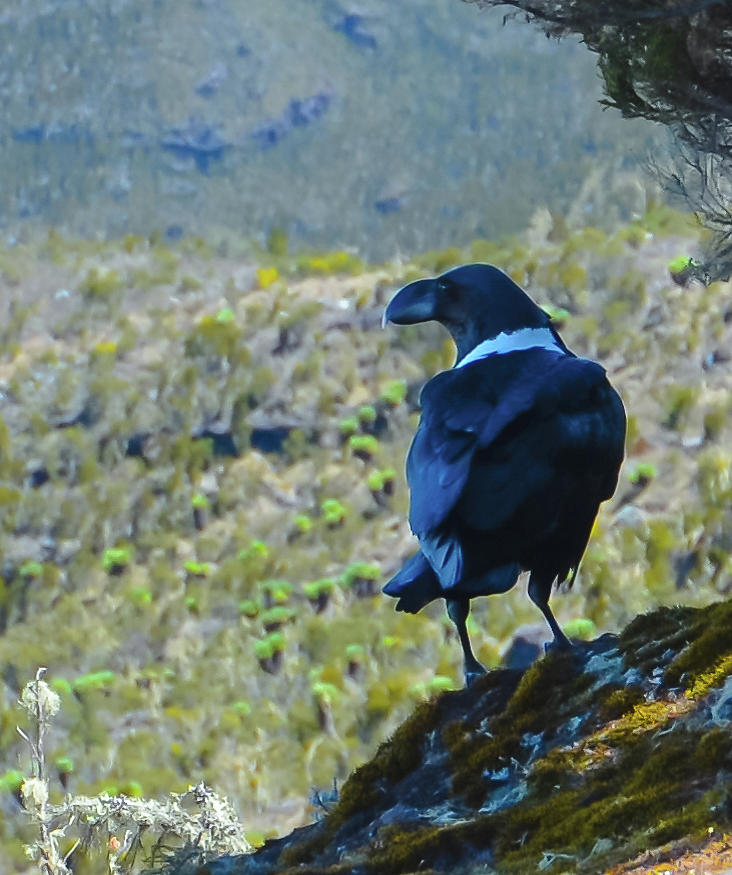 White-Necked Raven Cliff-side Photograph by Jeff at JSJ Photography