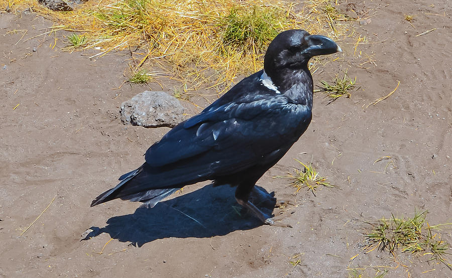 White-Necked Raven of Kilimanjaro Photograph by Jeff at JSJ Photography