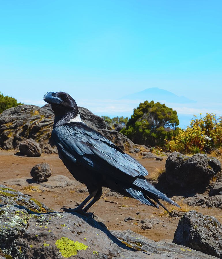 White-Necked Raven Overlooking Mount Meru Photograph by Jeff at JSJ Photography