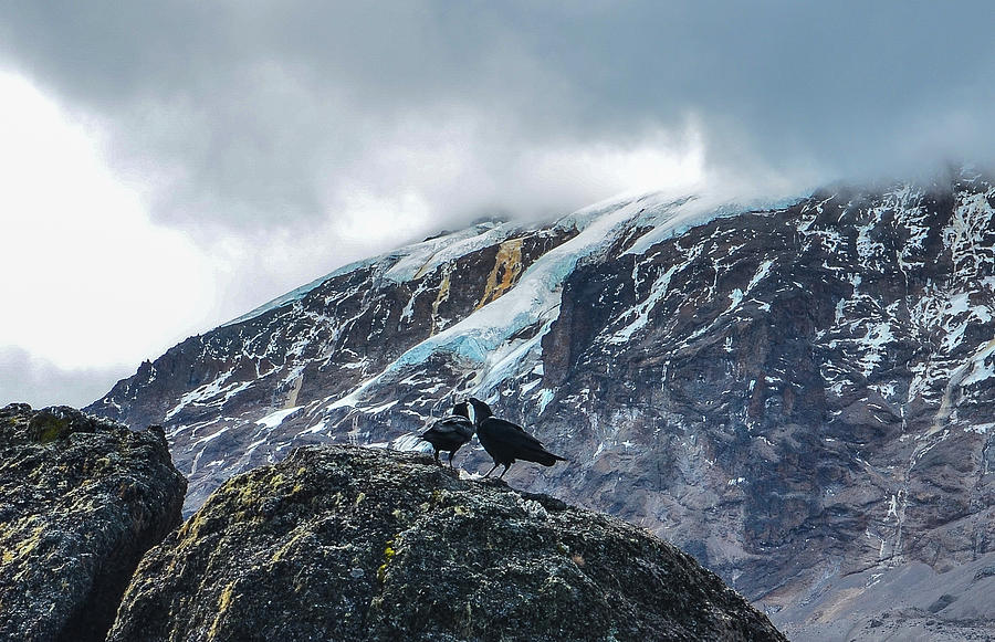 White-Necked Raven Pair under Kilimanjaro Summit Glacier Photograph by Jeff at JSJ Photography