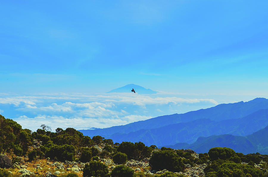 White-Necked Raven Soaring Above Mount Kilimanjaro with Mount Meru Photograph by Jeff at JSJ Photography