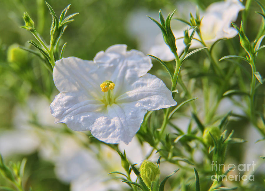 White Niembergia Flower  2446 Photograph by Jack Schultz
