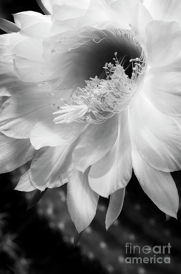 White Night Blooming Cactus Photograph by Tamara Becker