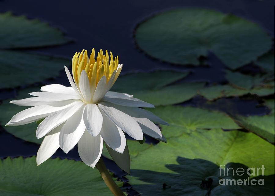 White Night Blooming Water Lily Photograph by Sabrina L Ryan