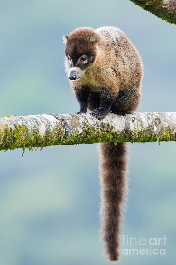 White-nosed Coati Photograph by B.G. Thomson