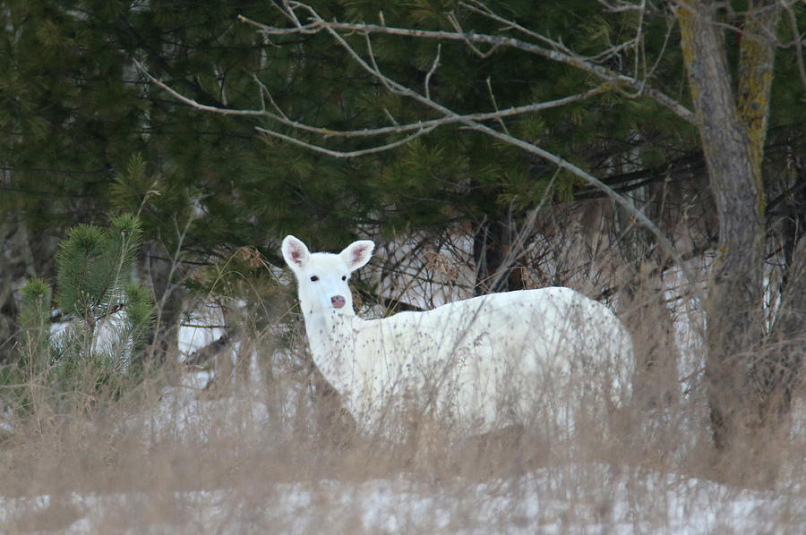 White Nub Buck Photograph by Brook Burling
