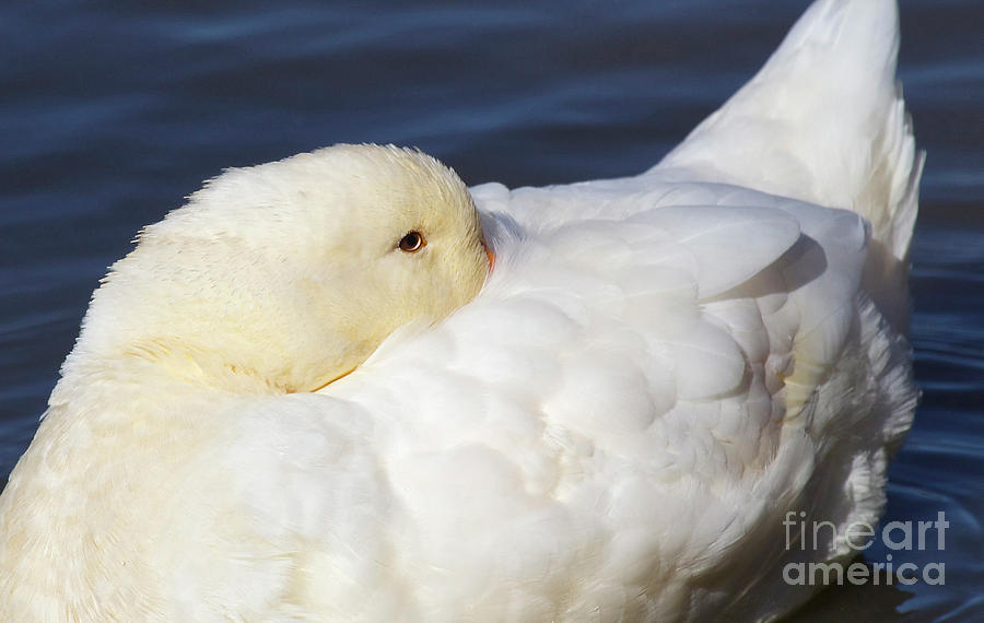 White Nuzzle Duck II Photograph by Karen Jorstad