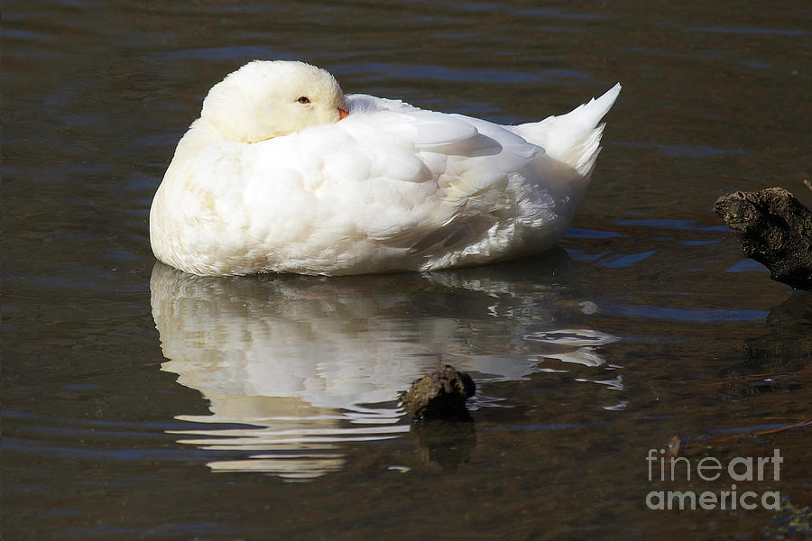 White Nuzzle Duck Photograph by Karen Jorstad